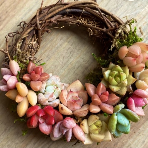 Mini Succulent Wreath Ornament Trimmed with Living Succulents 3 inch grapevine - Picture 3 of 5